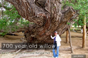 700-yaer-old-willow-kazakhstan-expeditions