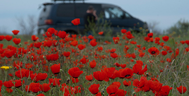 south-kazakhstan-expedition-wild-poppies